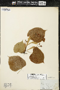 Tilia americana var. americana image