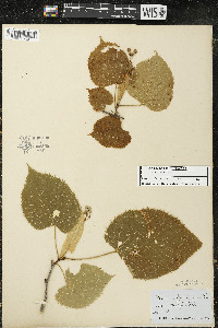 Tilia americana var. americana image