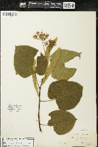 Tilia americana var. americana image