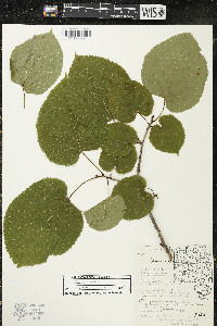 Tilia americana var. americana image