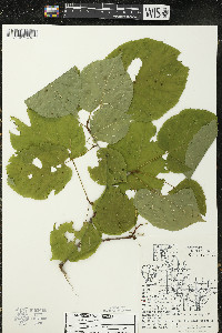 Tilia americana var. americana image