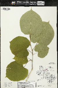 Tilia americana var. americana image