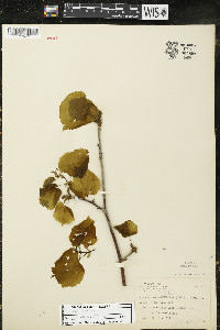 Tilia americana var. americana image