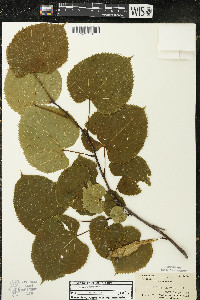 Tilia americana var. americana image