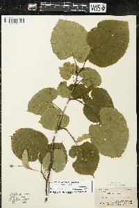 Tilia americana var. americana image