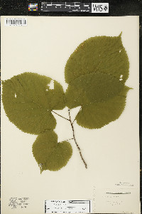 Tilia americana var. americana image