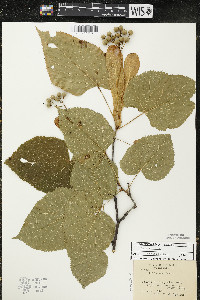 Tilia americana var. americana image