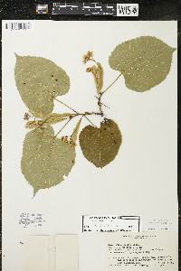 Tilia americana var. americana image