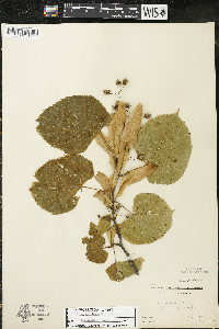 Tilia americana var. americana image