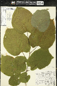 Tilia americana var. americana image