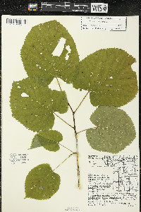 Tilia americana var. americana image