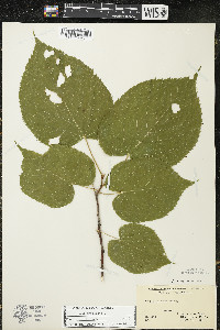 Tilia americana var. americana image