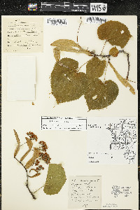 Tilia americana var. americana image