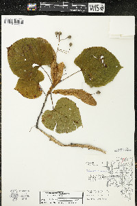 Tilia americana var. americana image