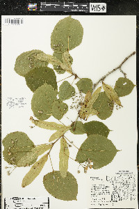 Tilia americana var. americana image