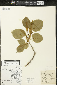 Tilia americana var. americana image