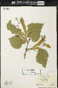 Tilia americana var. americana image