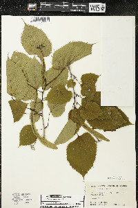 Tilia americana var. americana image