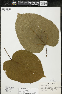 Tilia americana var. americana image