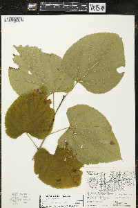 Tilia americana var. americana image