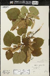 Tilia americana var. americana image