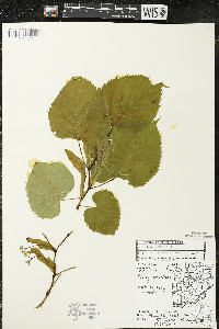 Tilia americana var. americana image