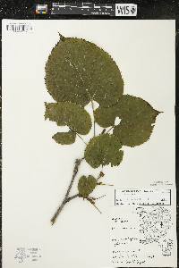 Tilia americana var. americana image