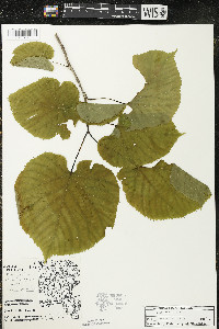 Tilia americana var. americana image