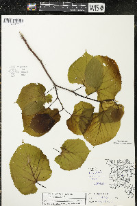 Tilia americana var. americana image