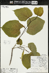 Tilia americana var. americana image
