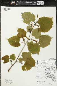 Tilia americana var. americana image