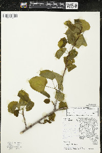 Tilia americana var. americana image