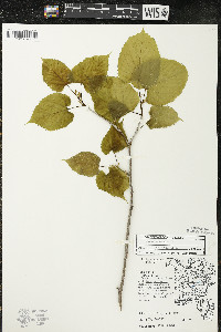 Tilia americana var. americana image