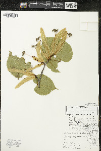 Tilia americana var. americana image