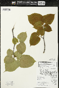 Tilia americana var. americana image