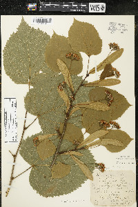 Tilia americana var. americana image