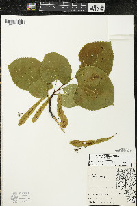 Tilia americana var. americana image