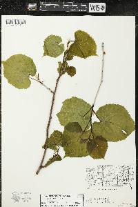 Tilia americana var. americana image
