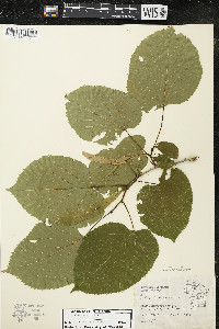 Tilia americana var. americana image