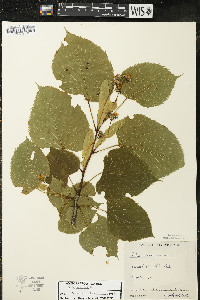 Tilia americana var. americana image