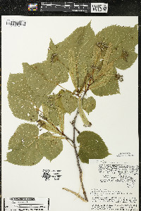 Tilia americana var. americana image