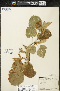 Tilia americana var. americana image