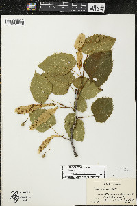 Tilia americana var. americana image