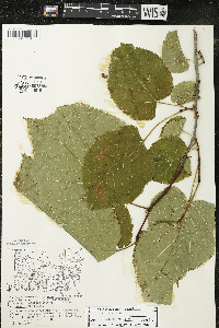 Tilia americana var. americana image