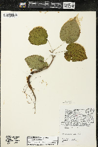 Tilia americana var. americana image