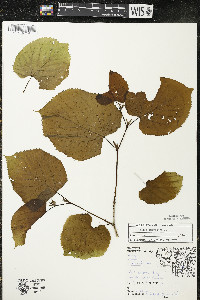 Tilia americana var. americana image