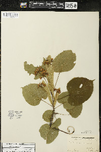 Tilia americana var. americana image