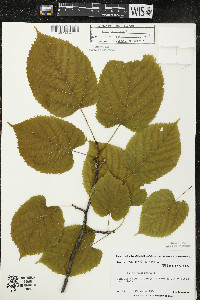Tilia americana var. americana image