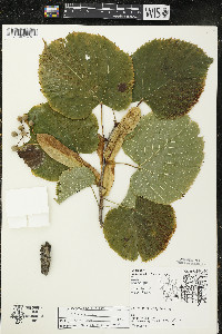 Tilia americana var. americana image