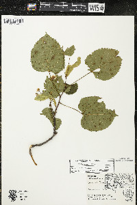 Tilia americana var. americana image